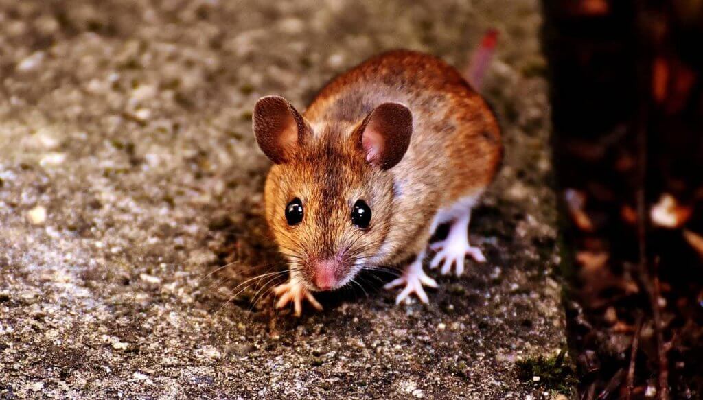 How Fast Can Mice Breed In Your Pittsburgh Home?