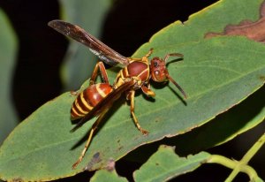 Paper Wasp Control Pittsburgh