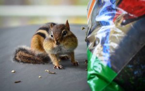 Pittsburgh Chipmunk Wildlife Removal