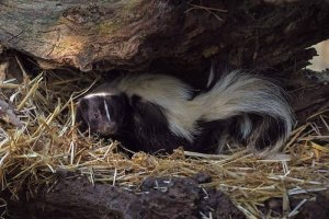 Pittsburgh Skunk Removal