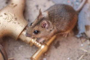 House mouse control