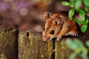 Mouse And Rodent Control