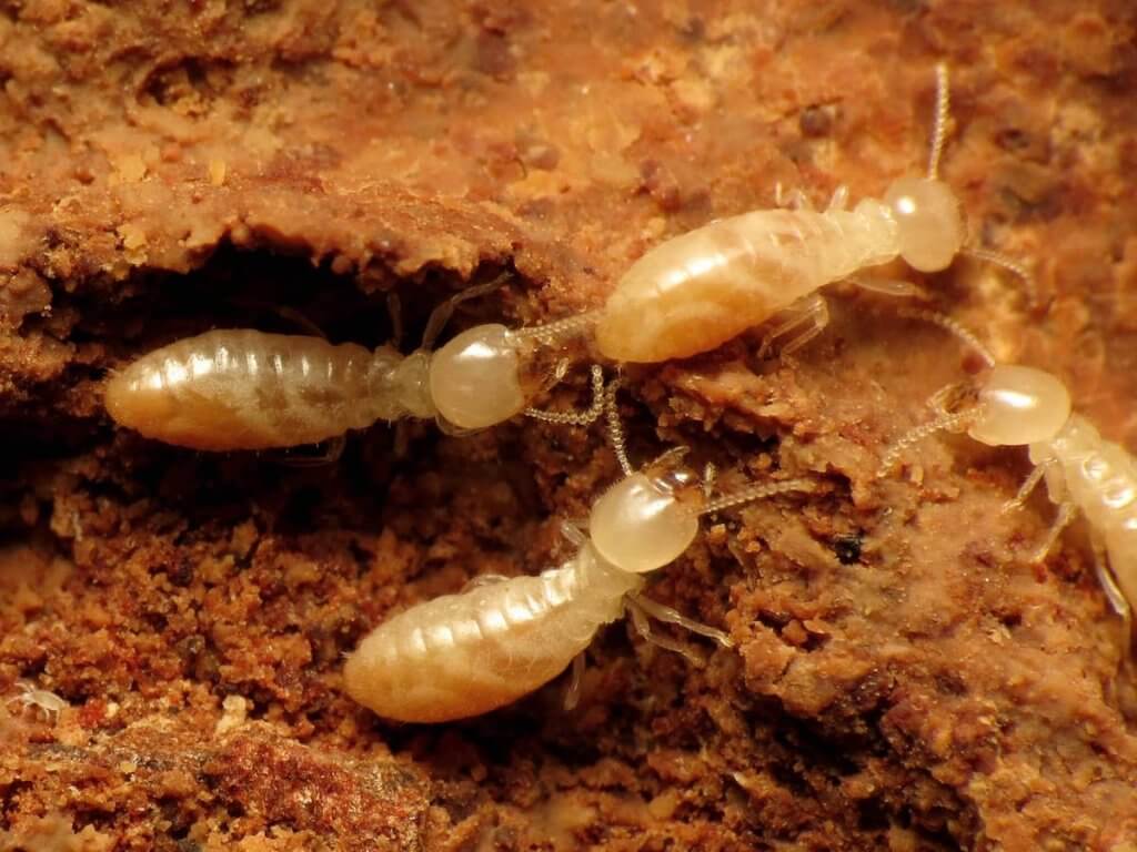Identify Termite Activity