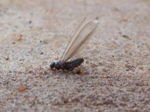 Termite Infestation
