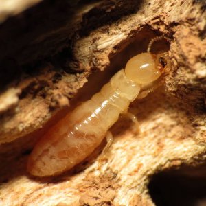 Termite colonies
