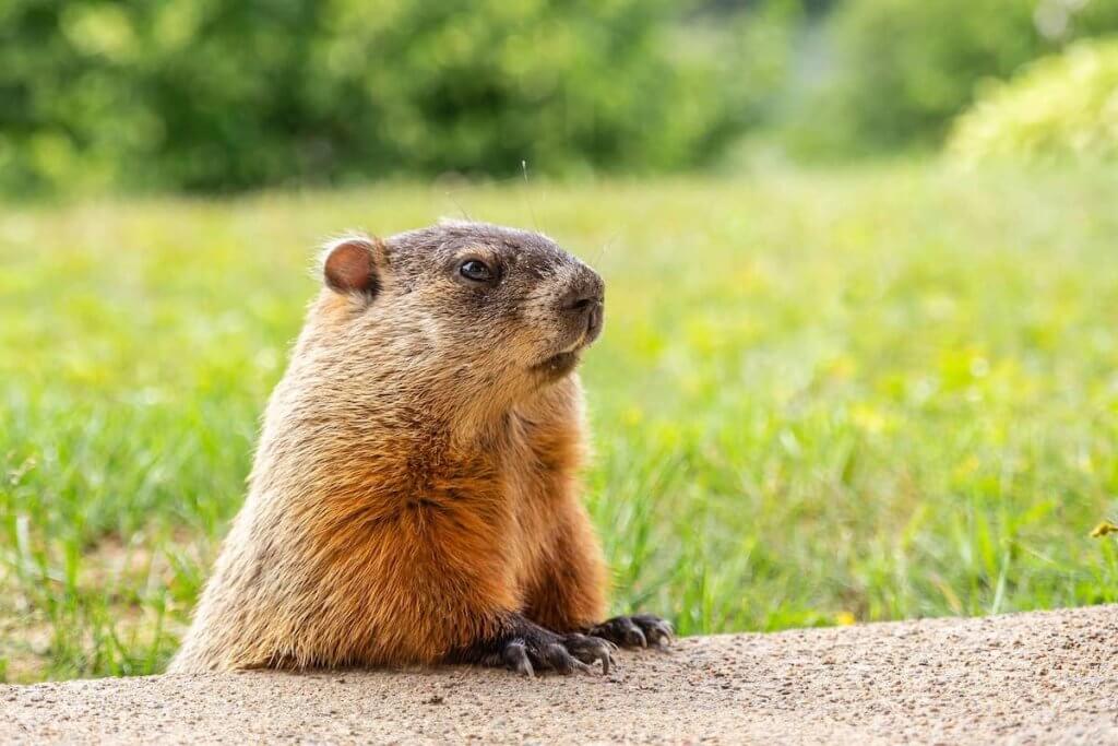 How To Rid Groundhogs