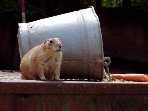 Marmot Groundhog Removal