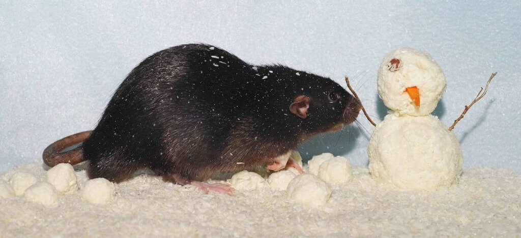 Rodents Thrive Through Winterjpg
