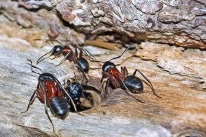 Carpenter Ant Bite