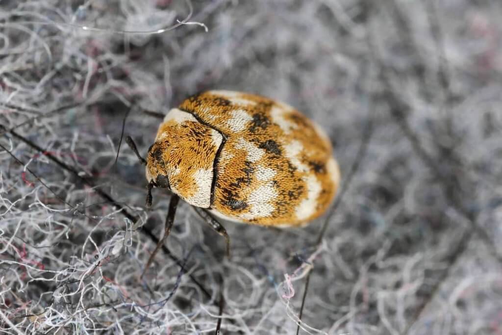 What Are Carpet Beetles Do They Bite