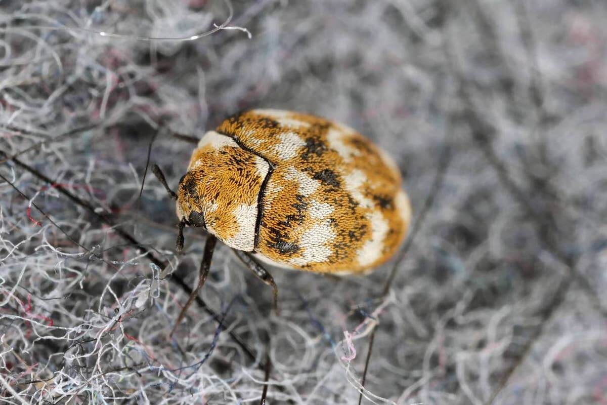 What Are Carpet Beetles And Do They Bite?