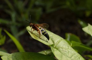 Pittsburgh Cicada Killer Wasp Season