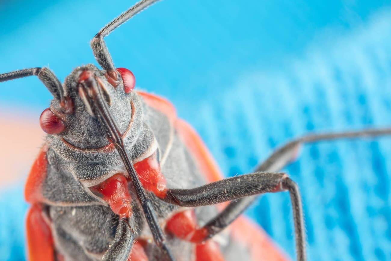 How To Deal With A Boxelder Bug Infestation