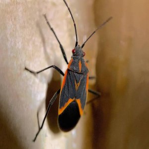 How To Deal With A Boxelder Bug Infestation