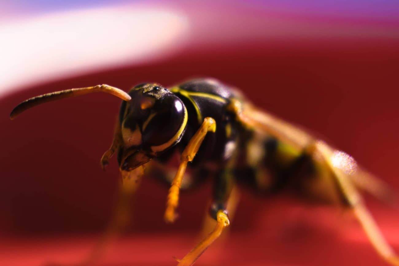 Yellow Jacket Season - What To Do If You Get Stung