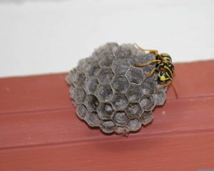 Yellow Jacket Wasp Nest