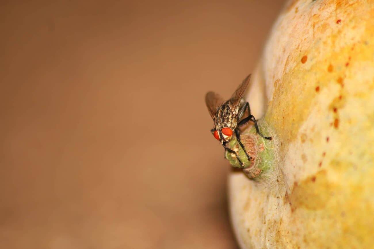 How to Get Rid of Cluster Flies 4 Simple Tips