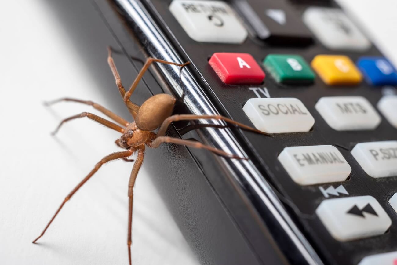 Pennsylvanias Brown Recluse Spider Invasion The Truth Revealed - 5y10u4v